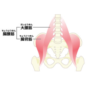 腸腰筋のイラストが現れます